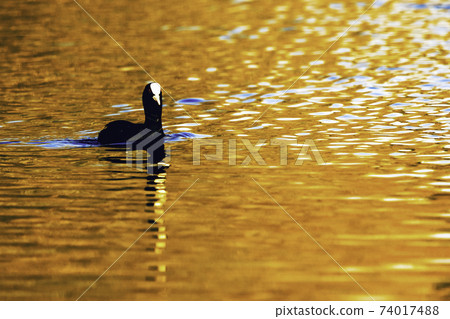 Swimming Eurasian Coot during sunset - Bedfont Lakes Country Park Swimming Eurasian Coot during sunset - Bedfont Lakes Country Park 74017488