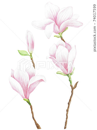 木蘭彩色鉛筆素描 74017599