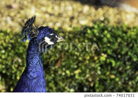 Peacock - male Indian or green peafowl 74017831