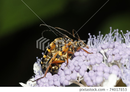 Copulation of the Japanese cabbage 74017853