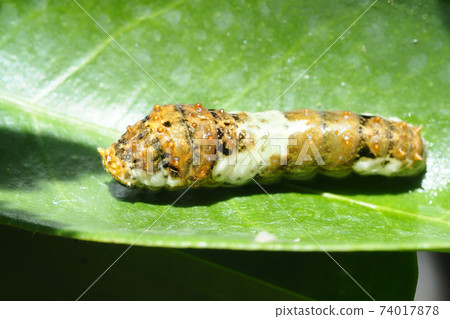 Larva of the swallowtail butterfly (4th instar) Larva of the swallowtail butterfly (4th instar) 74017878