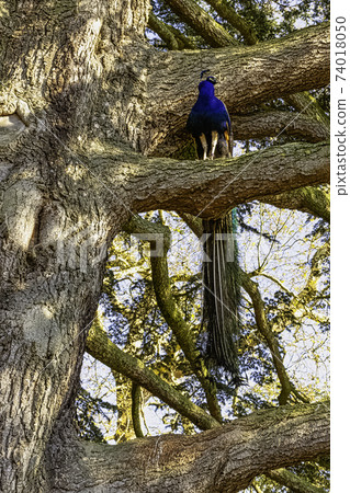 Peacock - male Indian or green peafowl on the tree in British Park  74018050