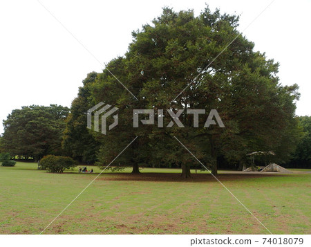 公園大樹 公園大樹 74018079