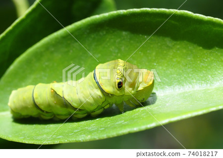 Larva of the swallowtail butterfly (5th instar) 74018217