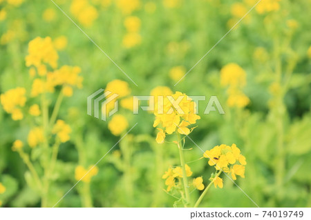 強姦開花 74019749