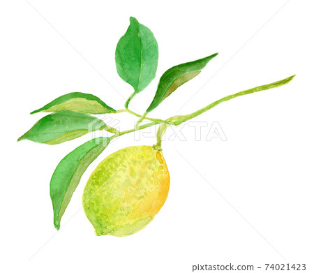 Citrus limon lemon 74021423
