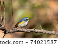 Ruribitaki 74021587