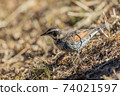 Thrush 74021597