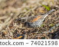 Thrush 74021598