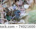 Gray bunting 74021600