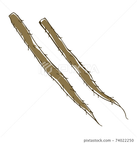 Hand-drawn sketch illustration of burdock vegetables Hand-drawn sketch illustration of burdock vegetables 74022250