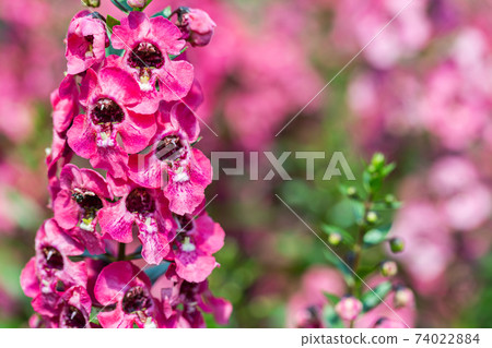 Angelonia Serena flower in the garden at sunny summer or spring day. Angelonia Serena flower in the garden at sunny summer or spring day. 74022884