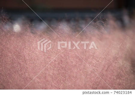 Pink muhly 74023184