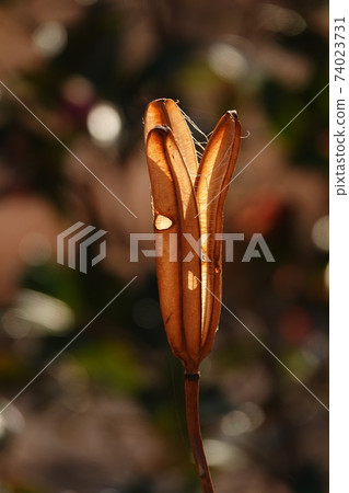 easter lily easter lily 74023731