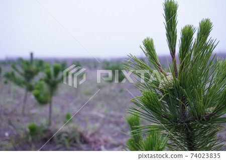 宮城縣名取市沿海防災林中種植的小黑松樹 74023835
