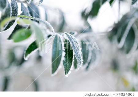 Eruption and snow scene of Mt. Shinmoedake seen from Mt. Karakuni Eruption and snow scene of Mt. Shinmoedake seen from Mt. Karakuni 74024005