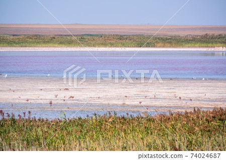 A beautiful salt lake with pink water. 74024687