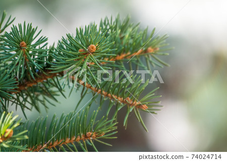 Fir branches with needles in the sunset light Fir branches with needles in the sunset light 74024714