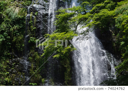 Fresh green and waterfall, Minoh waterfall 74024762