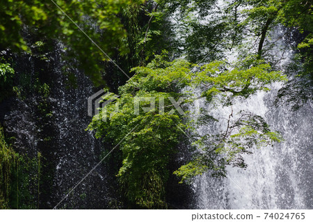 Fresh green and waterfall, Minoh waterfall 74024765