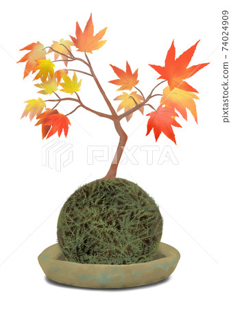 Moss Ball And Maple Bonsai Maple Tree Bonsai On Stock Illustration