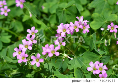 Oxalis Oxalis 74024911