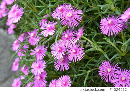 Meadowsweet 74024912