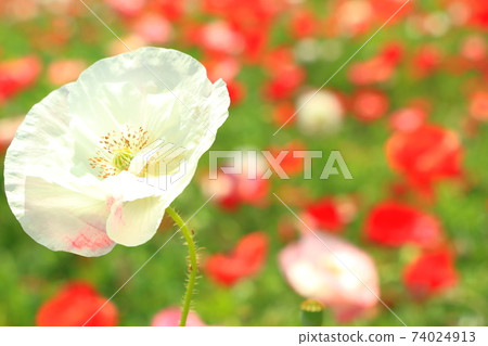 white poppies white poppies 74024913