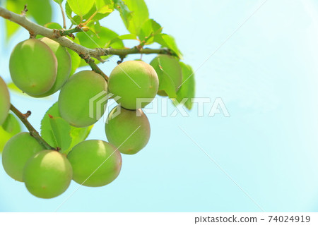 Plum fruit Plum fruit 74024919