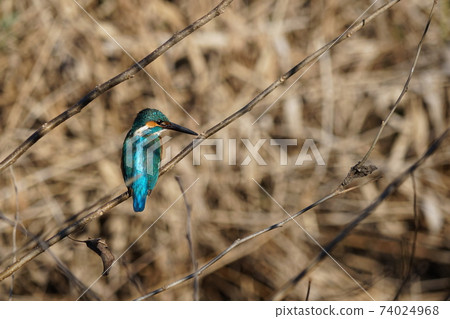 一月三鷹22野川翠鳥大澤之裡 一月三鷹22野川翠鳥大澤之裡 74024968