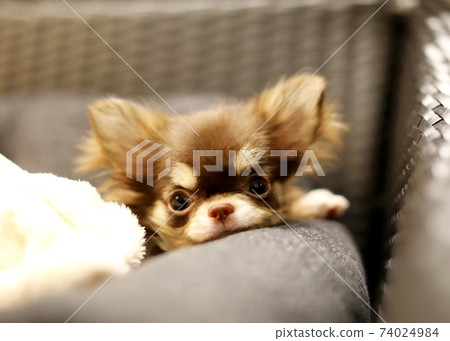 Chihuahua Chihuahua 74024984