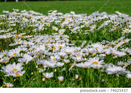 Close up shot of many common daisy blossom 74025437