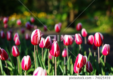 Close up shot of many tulip blossom Close up shot of many tulip blossom 74025459