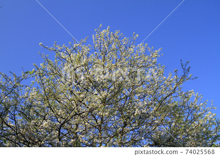 Sunny exterior view of the pear flower blossom 74025568