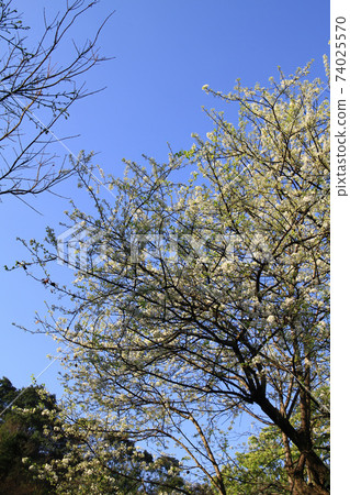 Sunny exterior view of the pear flower blossom Sunny exterior view of the pear flower blossom 74025570