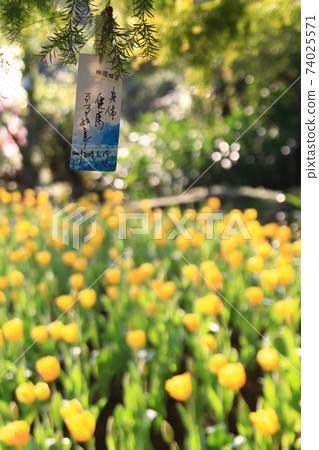 Close up shot of many tulip blossom Close up shot of many tulip blossom 74025571