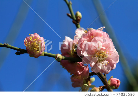 Close up shot of plum blossom Close up shot of plum blossom 74025586