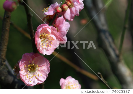 Close up shot of plum blossom 74025587