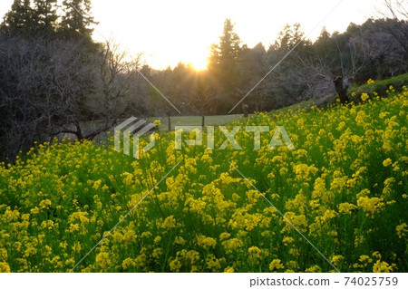 油菜田的日落[相模原市築井市，4月] 74025759