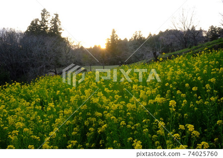 油菜田的日落[相模原市築井市，4月] 74025760