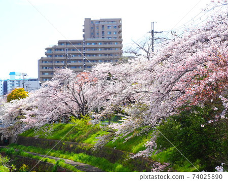 Cherry blossoms on the Tenjiku River 74025890