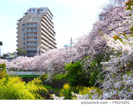 Cherry blossoms on the Tenjiku River Cherry blossoms on the Tenjiku River 74025891