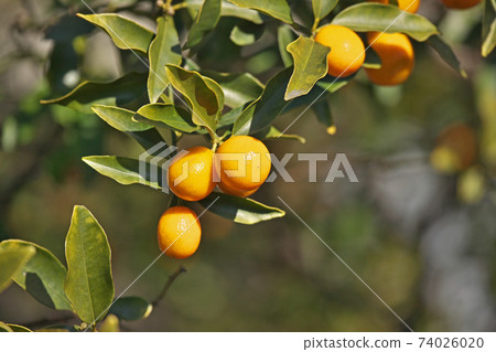 Orange Kumquat Fruit 74026020