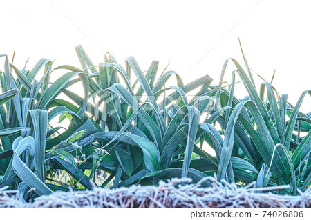 Green leek covered with white hoarfrost on garden Green leek covered with white hoarfrost on garden 74026806