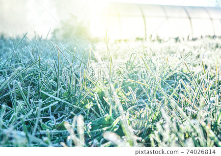 High green grass covered with white hoarfrost on meadow 74026814