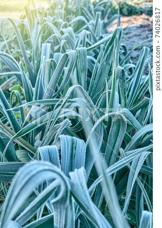 Green leek covered with white hoarfrost on garden Green leek covered with white hoarfrost on garden 74026817
