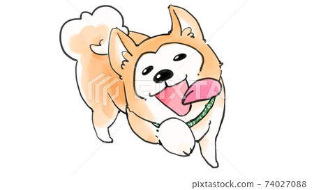 Shiba Inu running up with a smile Shiba Inu running up with a smile 74027088