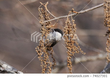 Willow tit that stops at the tip of a branch and beaks seeds Okutama December Willow tit that stops at the tip of a branch and beaks seeds Okutama December 74027301