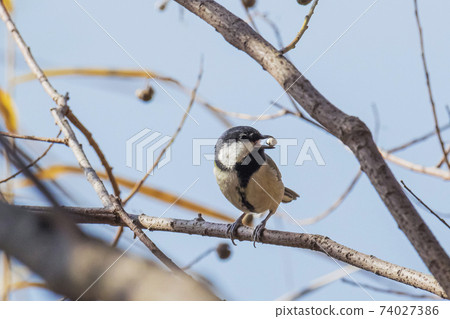 Great tit holding a tree nut on a branch Autumn view Great tit holding a tree nut on a branch Autumn view 74027386