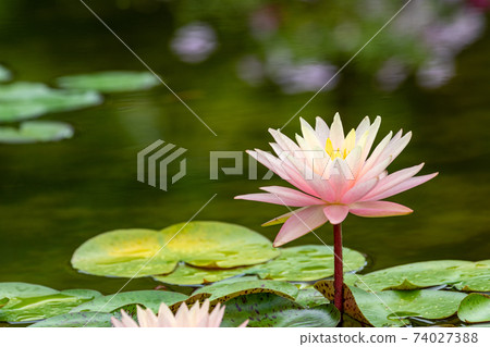 Water lily Water lily 74027388